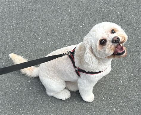 Bichon Frise - Gold Coast - PetsForHomes