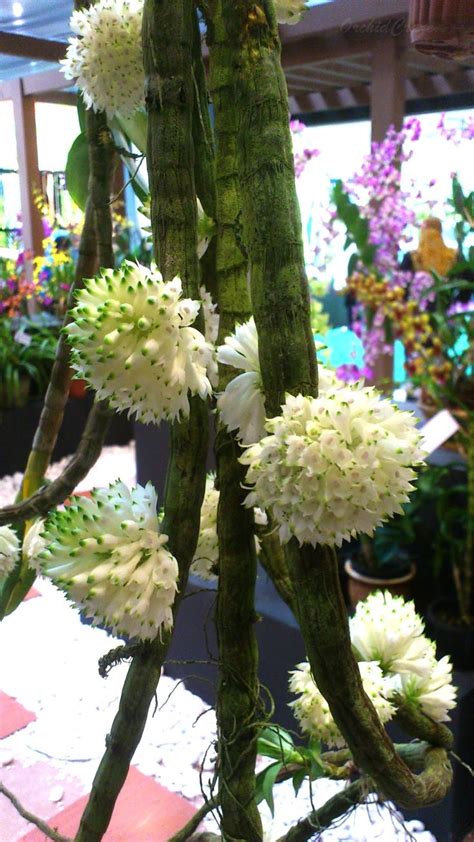 Dendrobium Purpureum Alba Orchid Show Orchids Beautiful Orchids