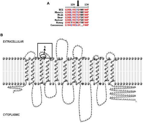 A Partial CycA Amino Acid Sequence Alignment Of Various Mycobacteria