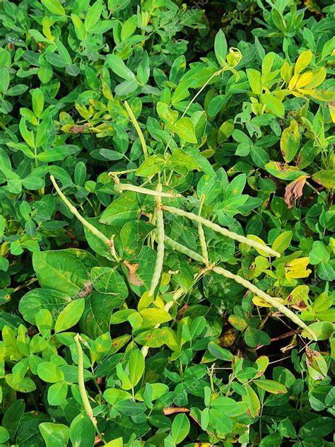 Cultivo de frijol mungo verde de cerca en el campo agrícola vainas