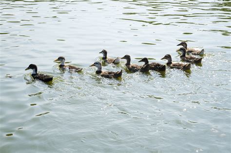 Colvert Canards Lac Photo Gratuite Sur Pixabay Pixabay