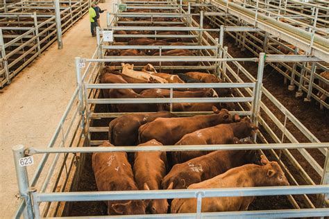 Livestock Ray White Rural And Livestock Dalby