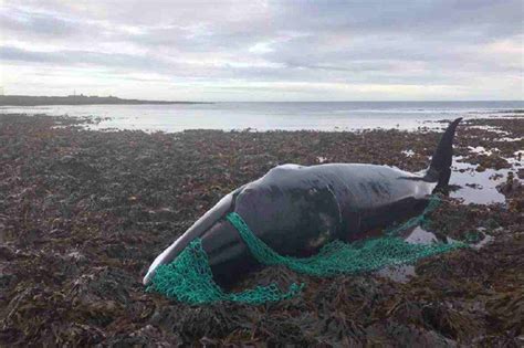 Balena Spiaggiata Intrappolata Nelle Reti Da Pesca Industriale