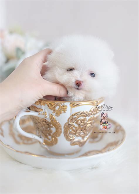 Pomeranian Breeder Florida Teacup Puppies And Boutique