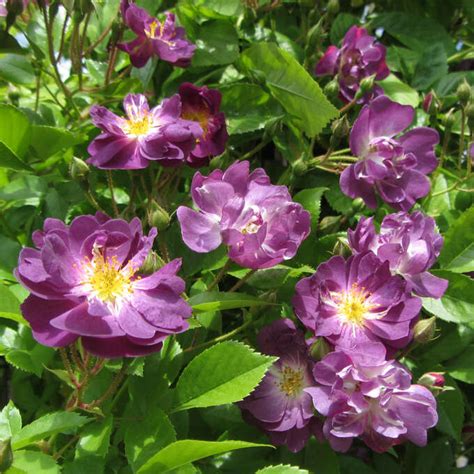 Ramblerrose Rose Veilchenblau Multiflora Blau