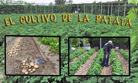 Descubra Como sembrar papas fácilmente en macetas y en