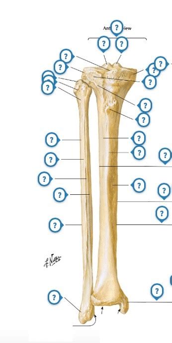 A P Lab Practical Two Anterior Tibia And Fibula Diagram Quizlet