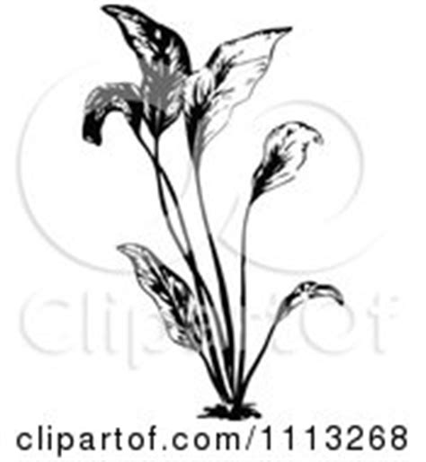 Royalty-Free (RF) Clipart of Aquarium Plants, Illustrations, Vector ...