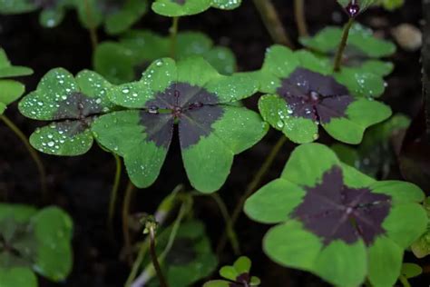 Oxalis Plant Care & Growing Guide