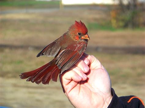 Northern Cardinal Cardinalis Cardinalis Northern Cardina Flickr