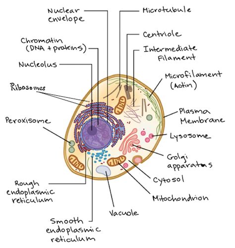 Eukaryotic Cell Diagram With Labels And Functions Summar