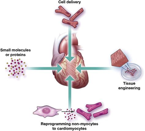 Cardiac Stem Cell Therapy And The Promise Of Heart Regeneration Cell