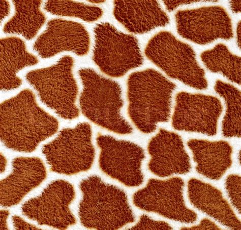 Natural pattern of giraffe fur in detail | Stock image | Colourbox