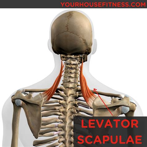 Muscle Breakdown: Levator Scapulae