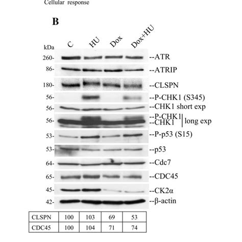 Differential Gene Expression Analysis By Rna Sequencing Reveals