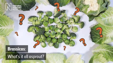 Brussels Sprouts Broccoli And Cauliflower All Come From One Plant Natural History Museum