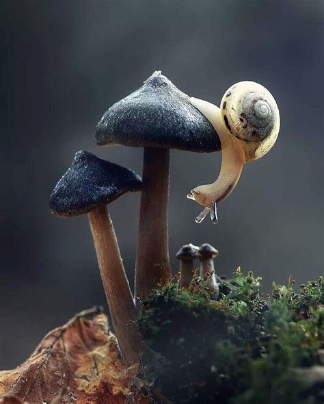 Pin by Siren on Mushrooms | Cute animals, Nature animals, Stuffed mushrooms