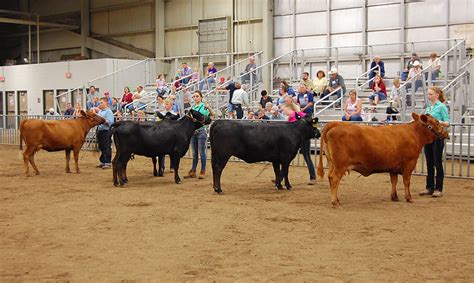 Expo Photos - American Dexter Cattle Association