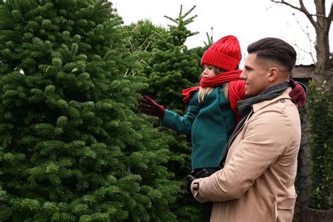 Tips Voor Het Kiezen Van De Juiste Kerstboom Tuincentrum Goessens