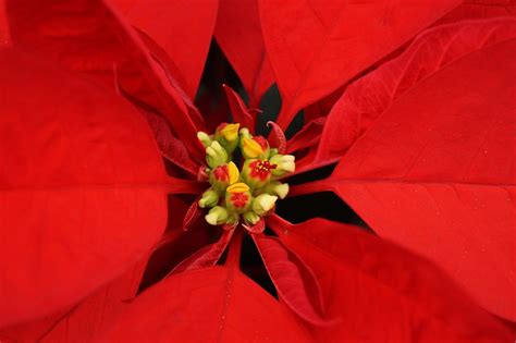 Como Cuidar Una Nochebuena Riego Substrato Plagas Y Enfermedades