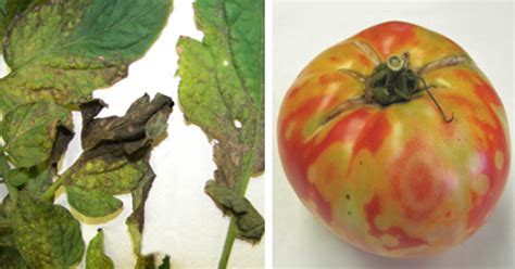 Tomato Spotted Wilt Virus