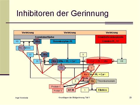 Grundlagen Der Blutgerinnung Teil Aufgaben Und Ablauf