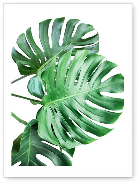 Monstera Plakat X Obrazek Grafika Obraz Cena Opinie Plakaty