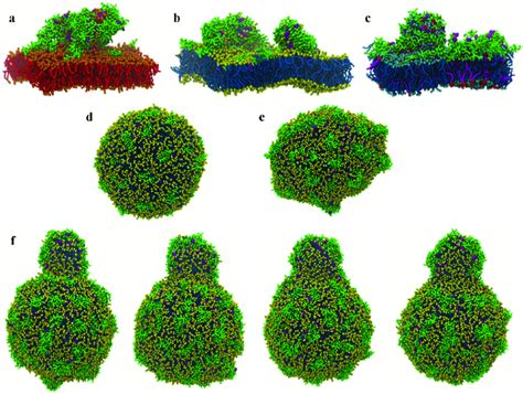 50 Ms Structures Of Cg A Dppc B Popc And C Popepopg Lipid