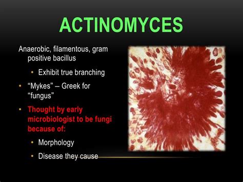 Ppt Actinomycosis Powerpoint Presentation Id2152211