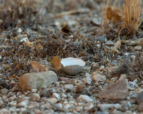 A Lesser Nighthawk Chick! – Foothills Clusters Wildlife