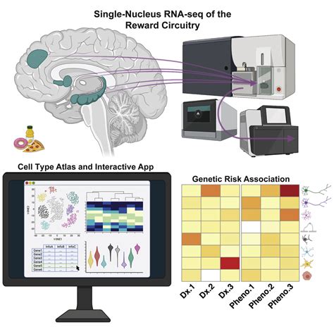 Single Nucleus Transcriptome Analysis Reveals Cell Type Specific