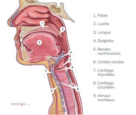 Anatomie Du Larynx Et Des Cordes Vocales