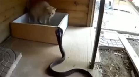 O Gatinho Que Saiu No Tapa Contra Uma Cobra Venenosa