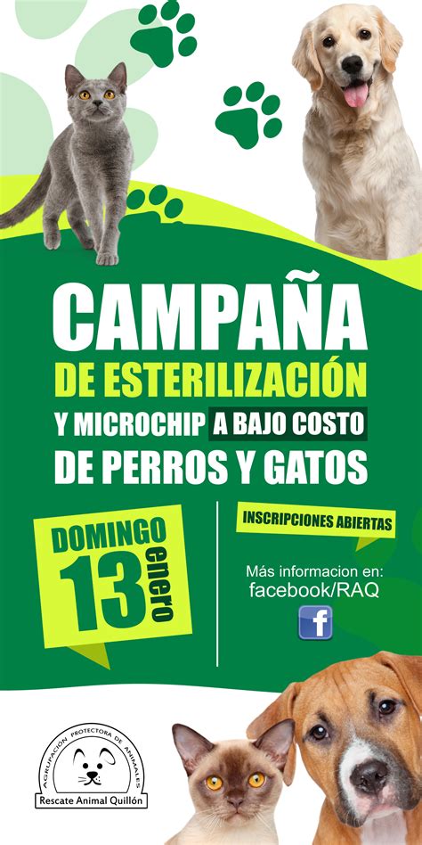 Afiche campaña de esterilizacion perros y gatos Quillón Behance