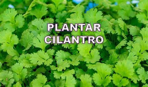 El Cilantro En Espa A Consejos Para Cultivar Y Disfrutar De Esta