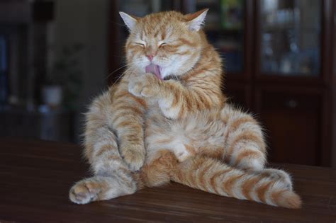 Cat Ginger Striped Free Photo On Pixabay Pixabay