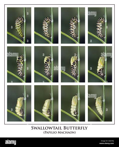 Swallowtail Papilio Machaon Larvae Undergoing Transformation To