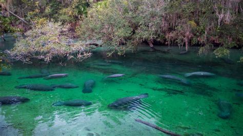 7 Great Spots To See Manatees In Florida Keys