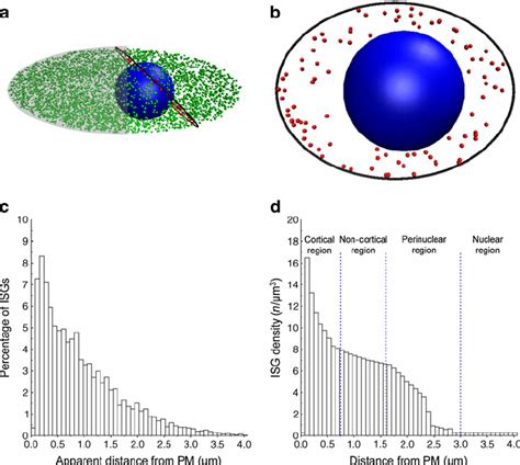 In Silico Slicing Of The Hpf Beta Cell Model And Isg Distribution A