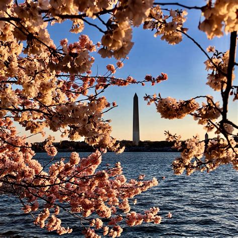 Cherry Blossom Season In Washington Dc - Blajewka