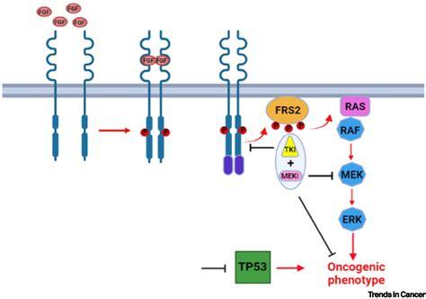 Combination Therapies For Targeting FGFR2 Fusions In Cholangiocarcinoma