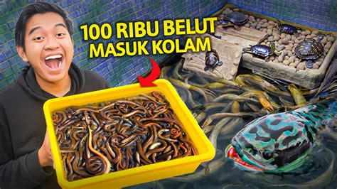 MASUKIN 100RIBU BELUT KE KOLAM MONSTER TOMAN MENGAMUK YouTube