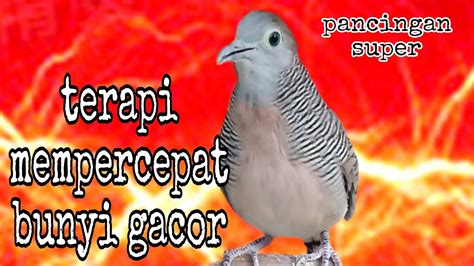 Perkutut Lokal Gacor Suara Besar Pancingan Buat Mempercepat Bunyi Gacor