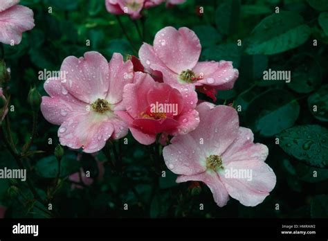 Rose Rosa Orleans Rose Hi Res Stock Photography And Images Alamy