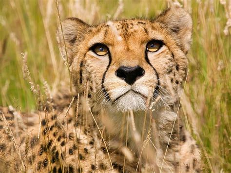 1080x2340px | free download | HD wallpaper: cheetah chita Chita Animals Cats HD Art | Wallpaper ...