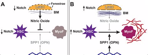 Notch Signaling Promotes Hepatic Stellate Cell Hsc Differentiation