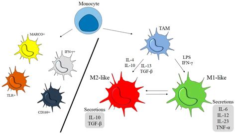 Ijms Free Full Text Tumor Associated Macrophages Combination Of Therapies The Approach To