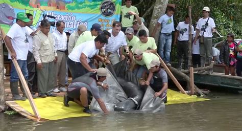 The Dallas World Aquarium, Peruvian conservation group release rescued ...