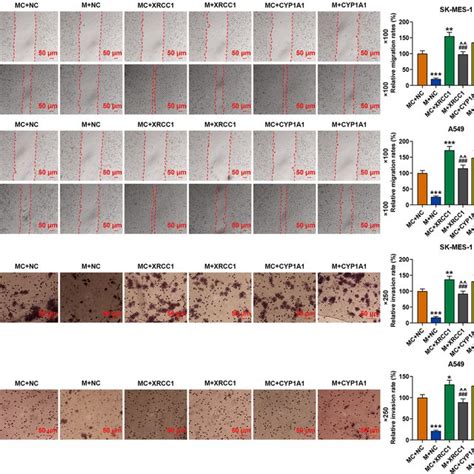 Overexpression Of Xrcc1 And Cyp1a1 Reversed The Inhibitory Effect Of