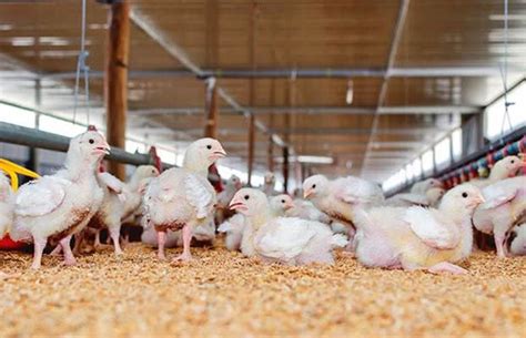 The Scientific Reasons Why Chicken Producers Dont Use Growth Hormones